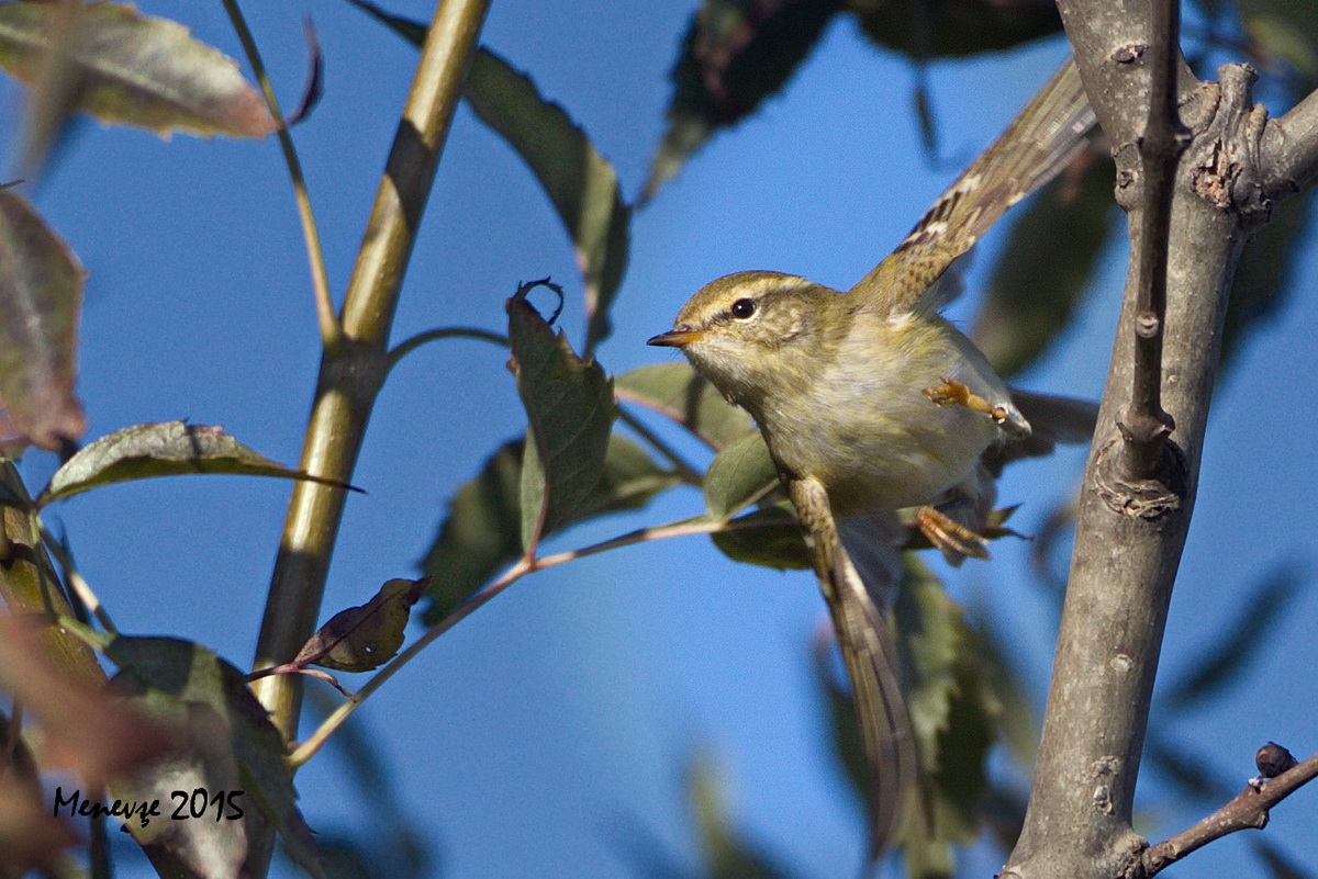 Yellow-browed Warbler