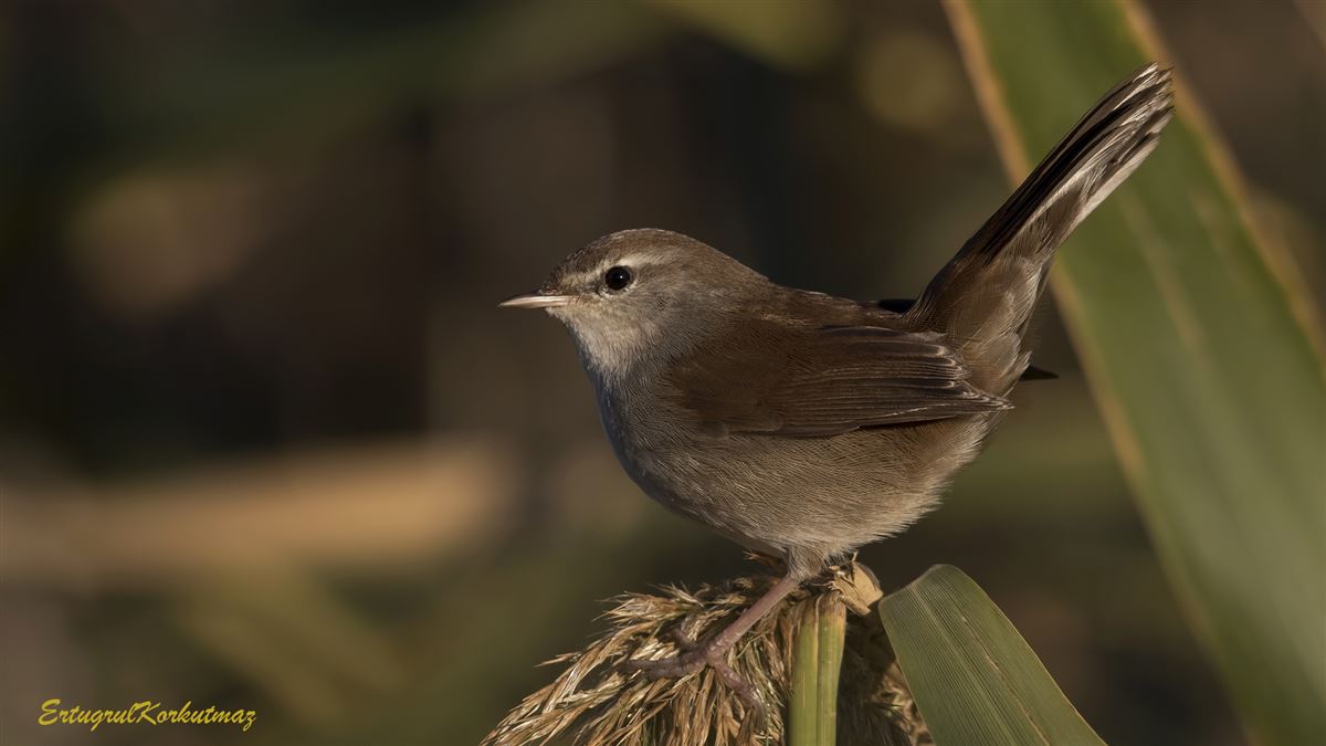 Cetti`s Warbler