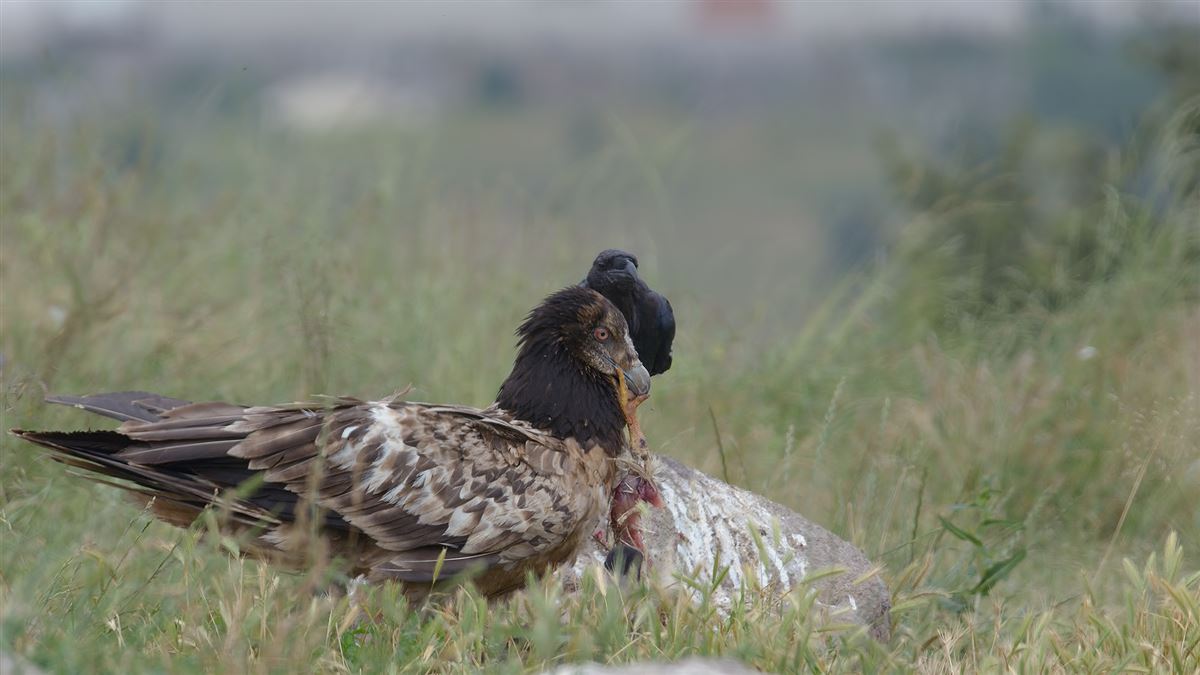 Bearded Vulture
