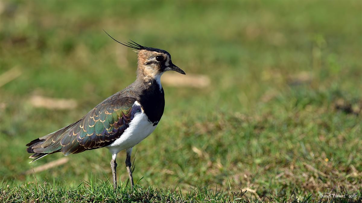 Northern Lapwing