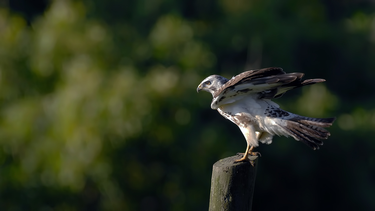 Common Buzzard