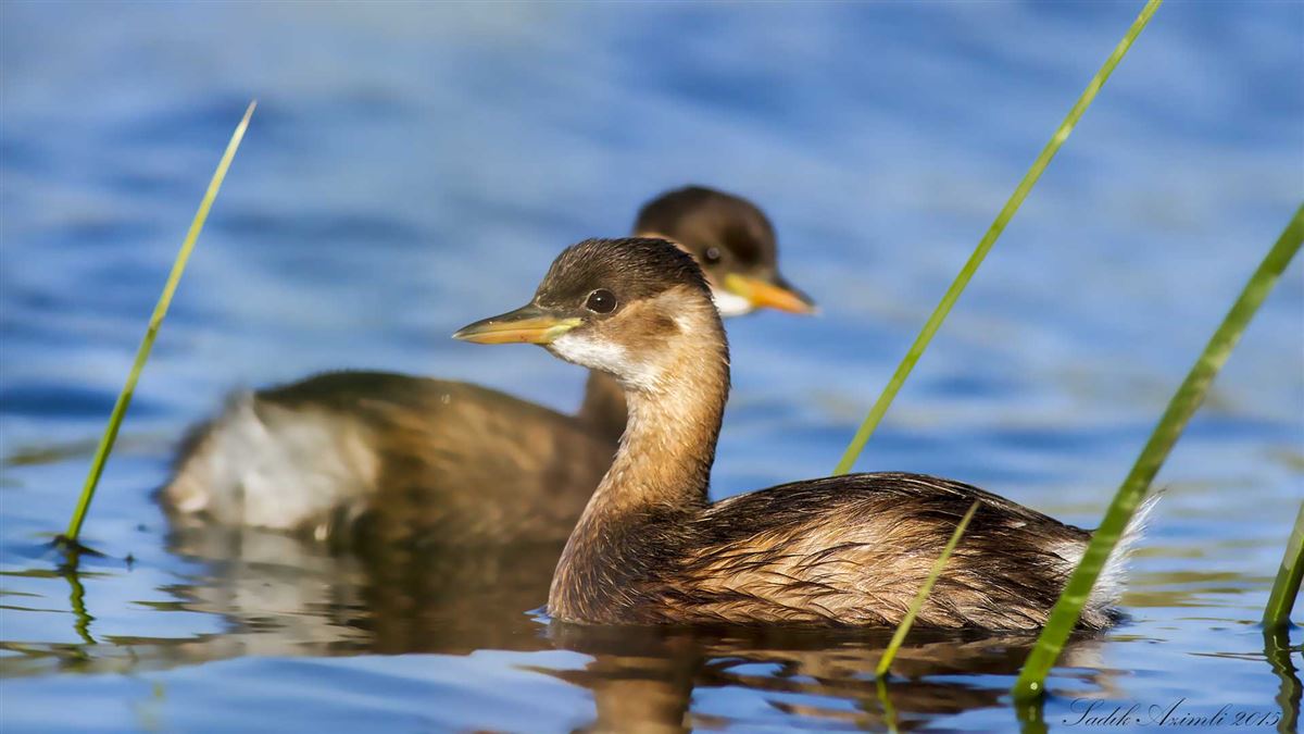Little Grebe