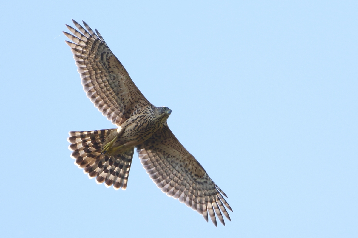 Eurasian Goshawk