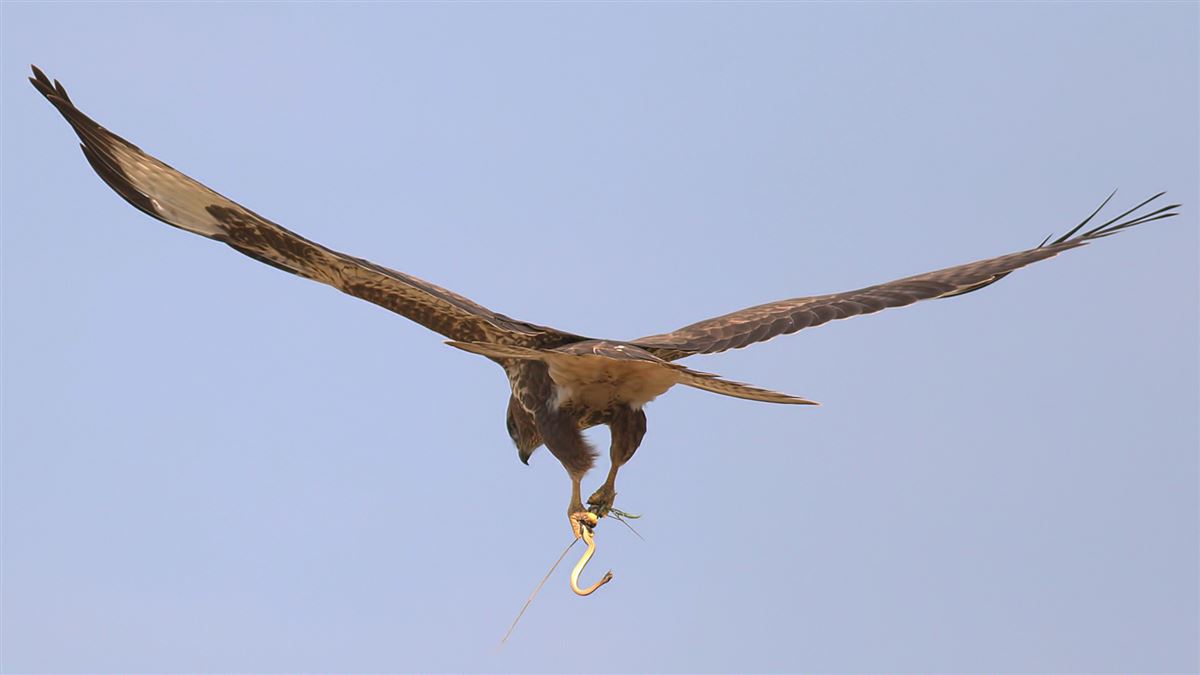 Common Buzzard