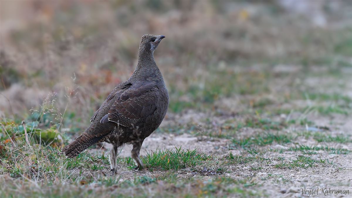 Caucasian Grouse