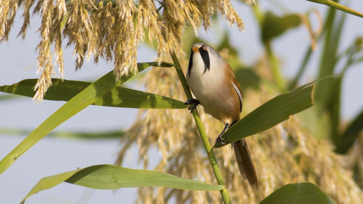 Bearded Reedling