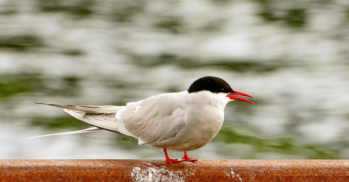 Arctic Tern