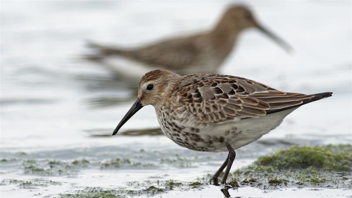 Dunlin