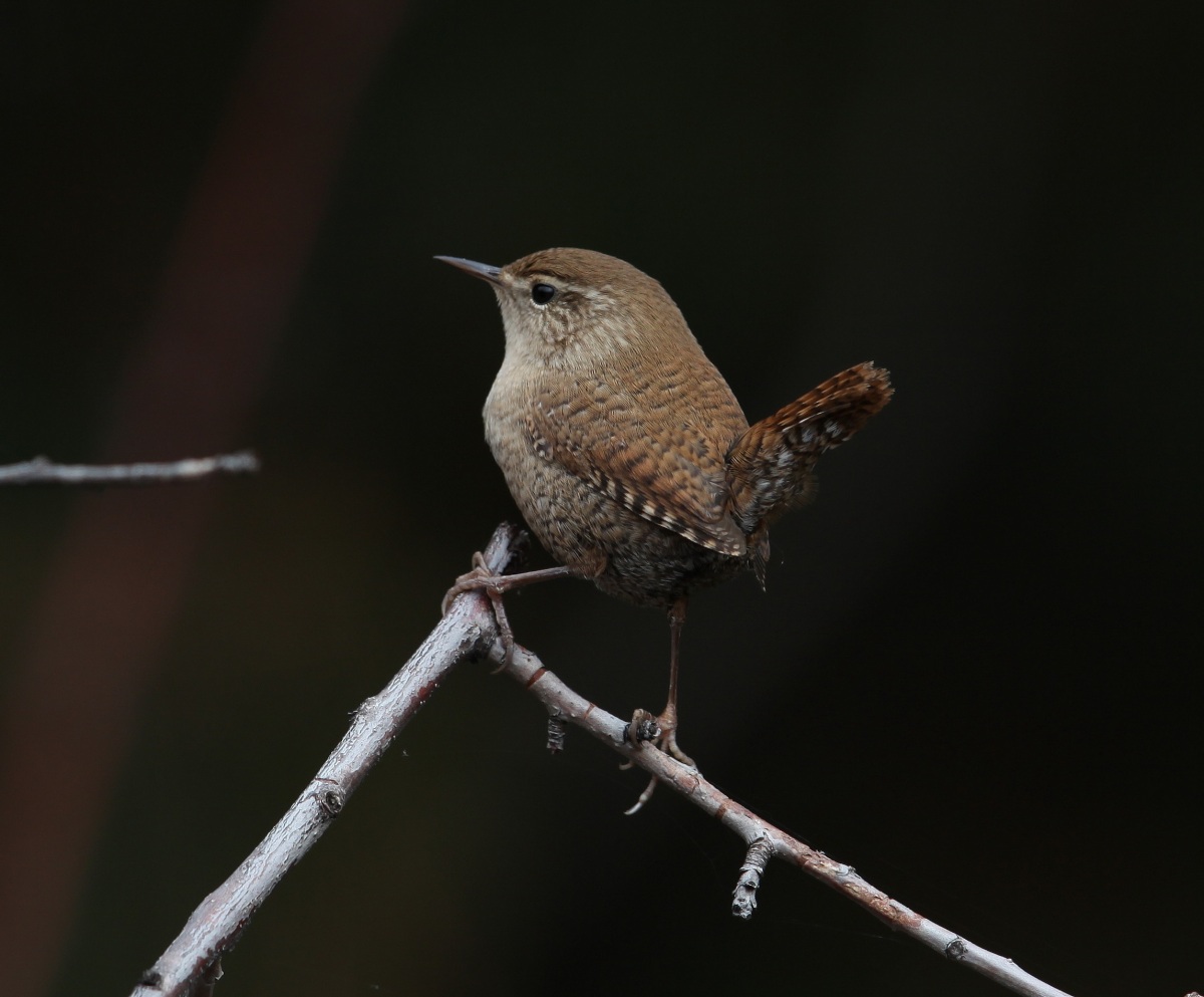 Eurasian Wren