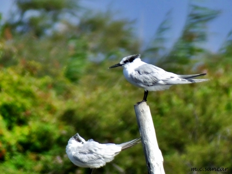 Sandwich Tern