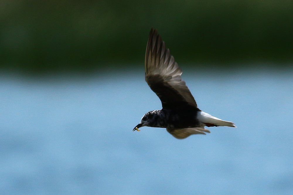 White-winged Tern