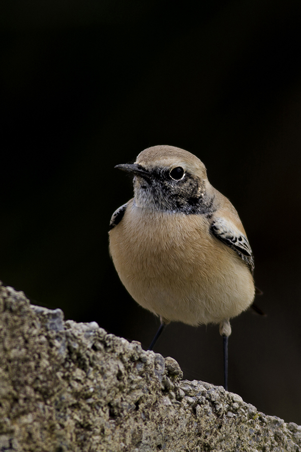 Desert Wheatear