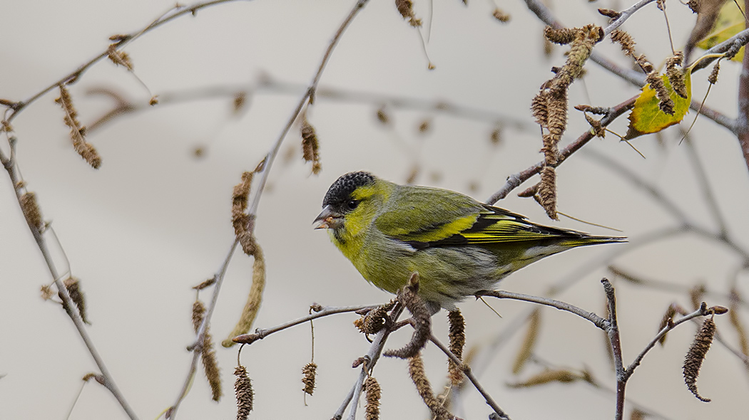 Eurasian Siskin