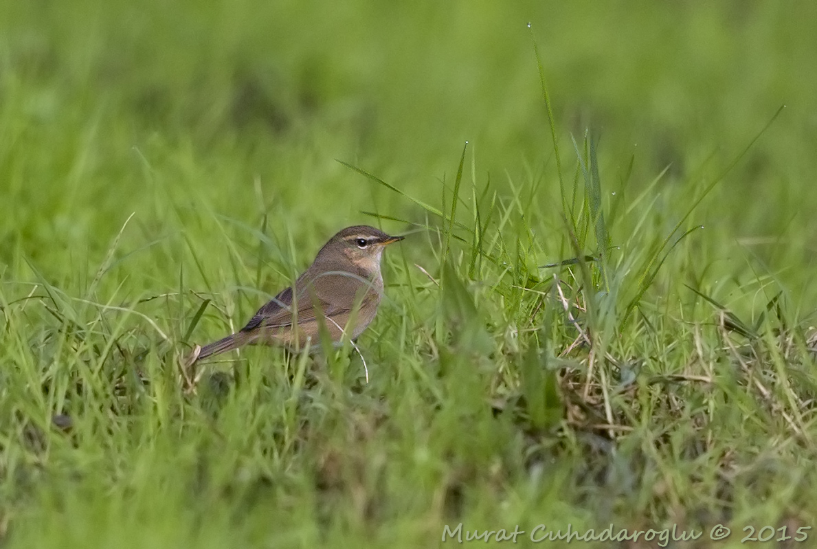 Dusky Warbler