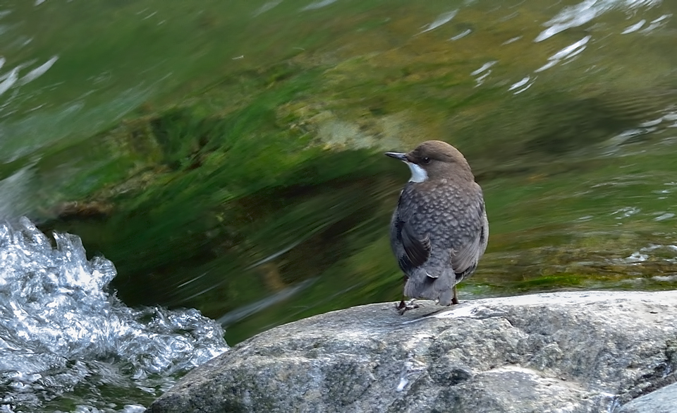 White-throated Dipper