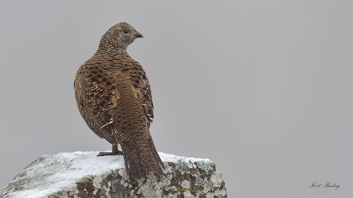 Caucasian Grouse