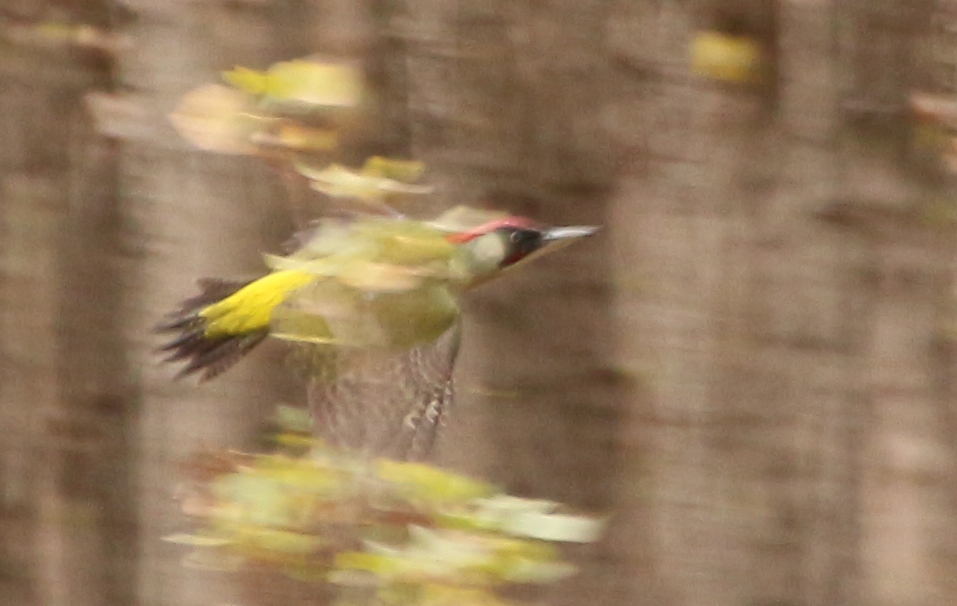 European Green Woodpecker