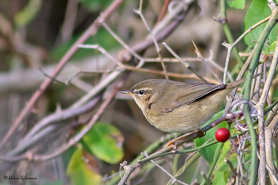Dusky Warbler
