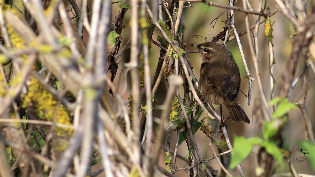 Dusky Warbler