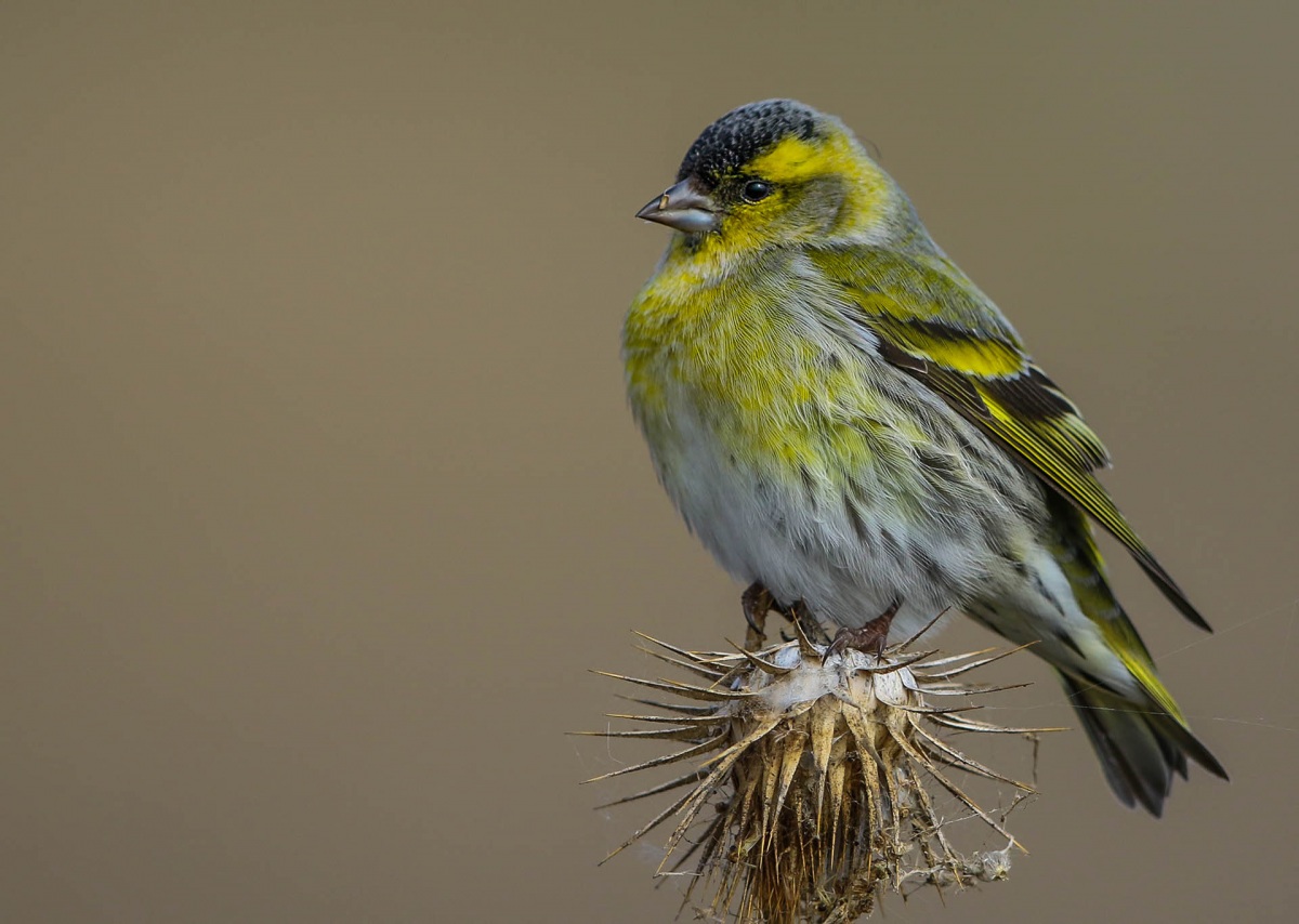 Eurasian Siskin
