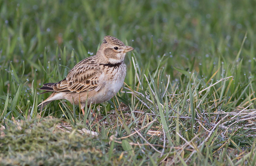 Calandra Lark