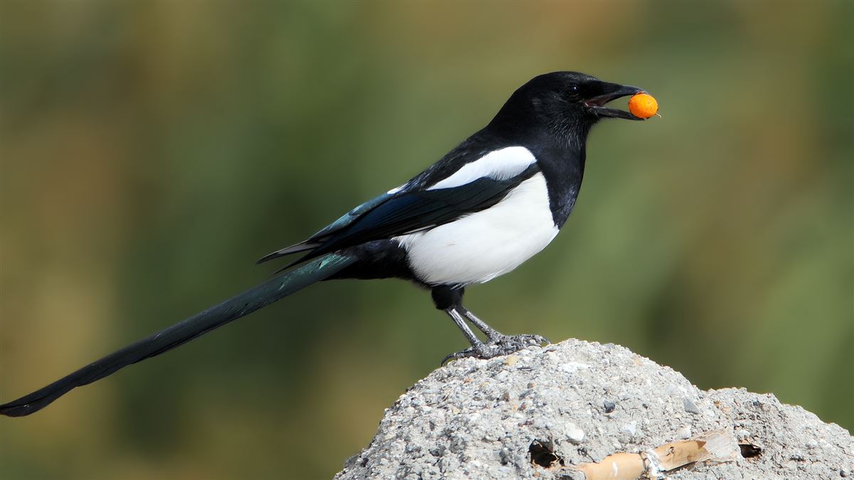 Eurasian Magpie
