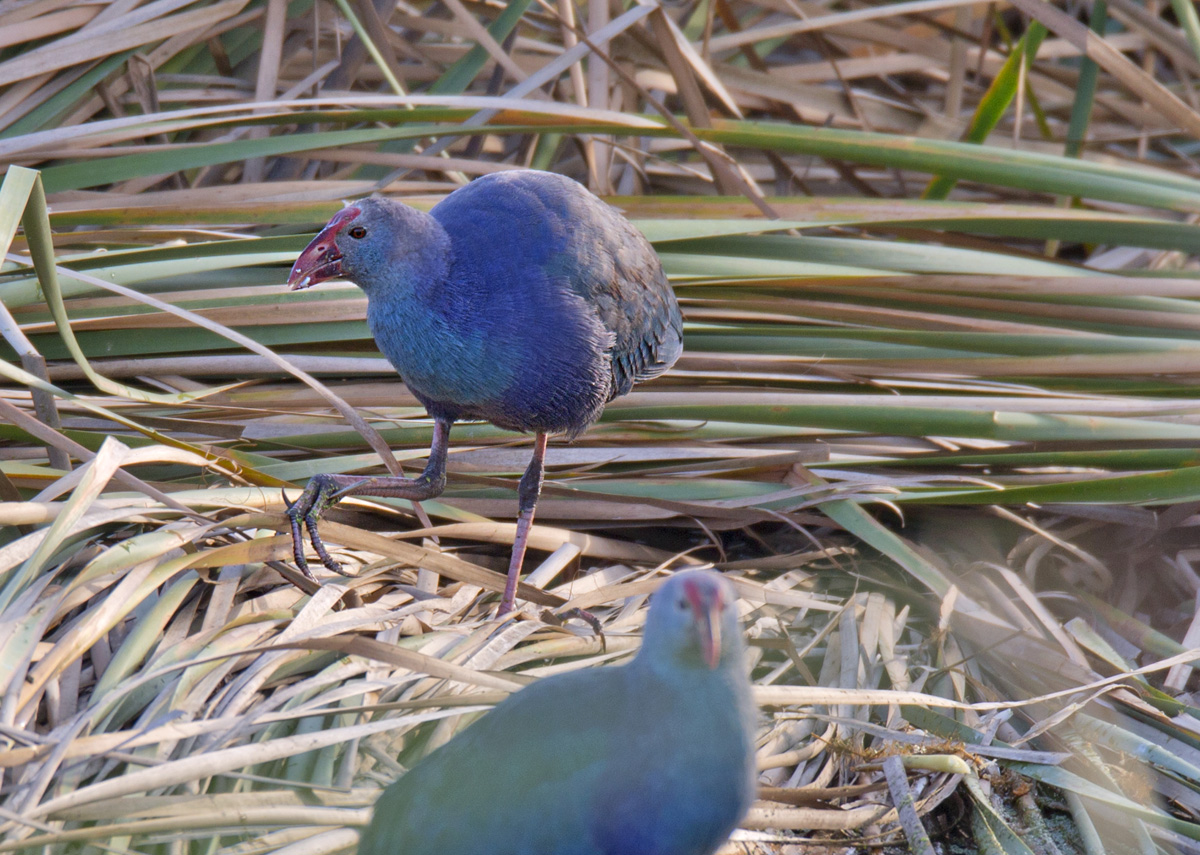 Grey-headed Swamphen