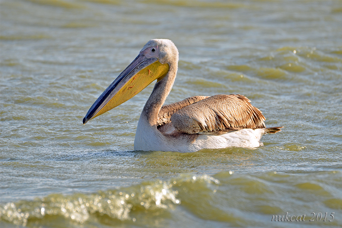 Great White Pelican