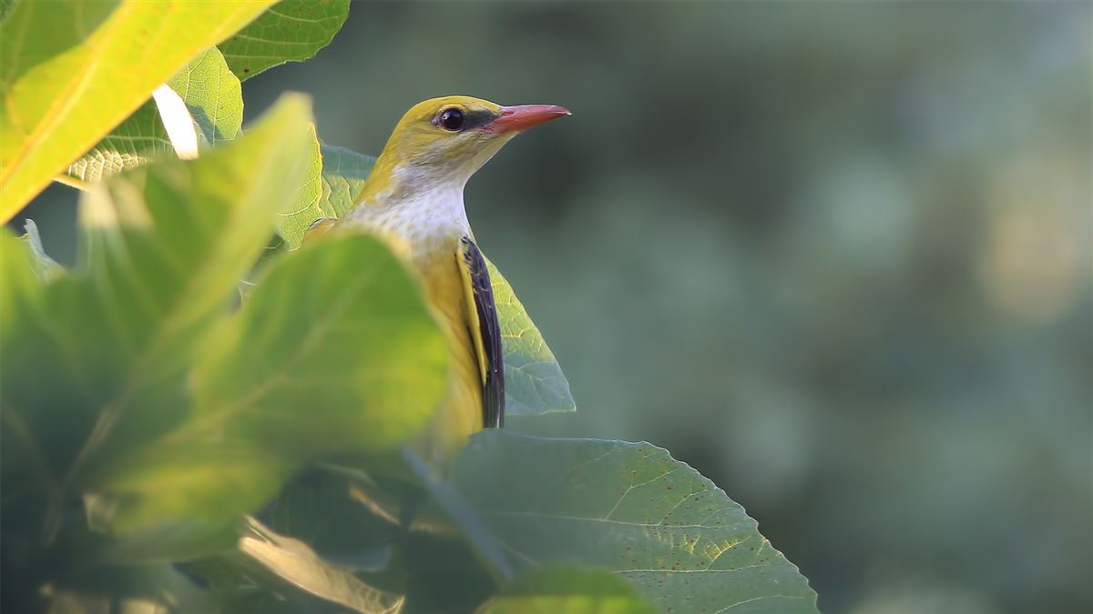 Eurasian Golden Oriole
