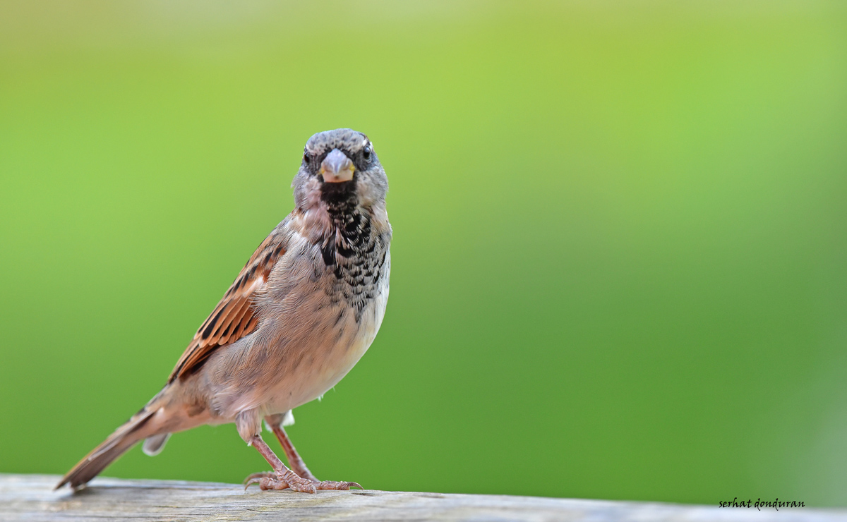 House Sparrow
