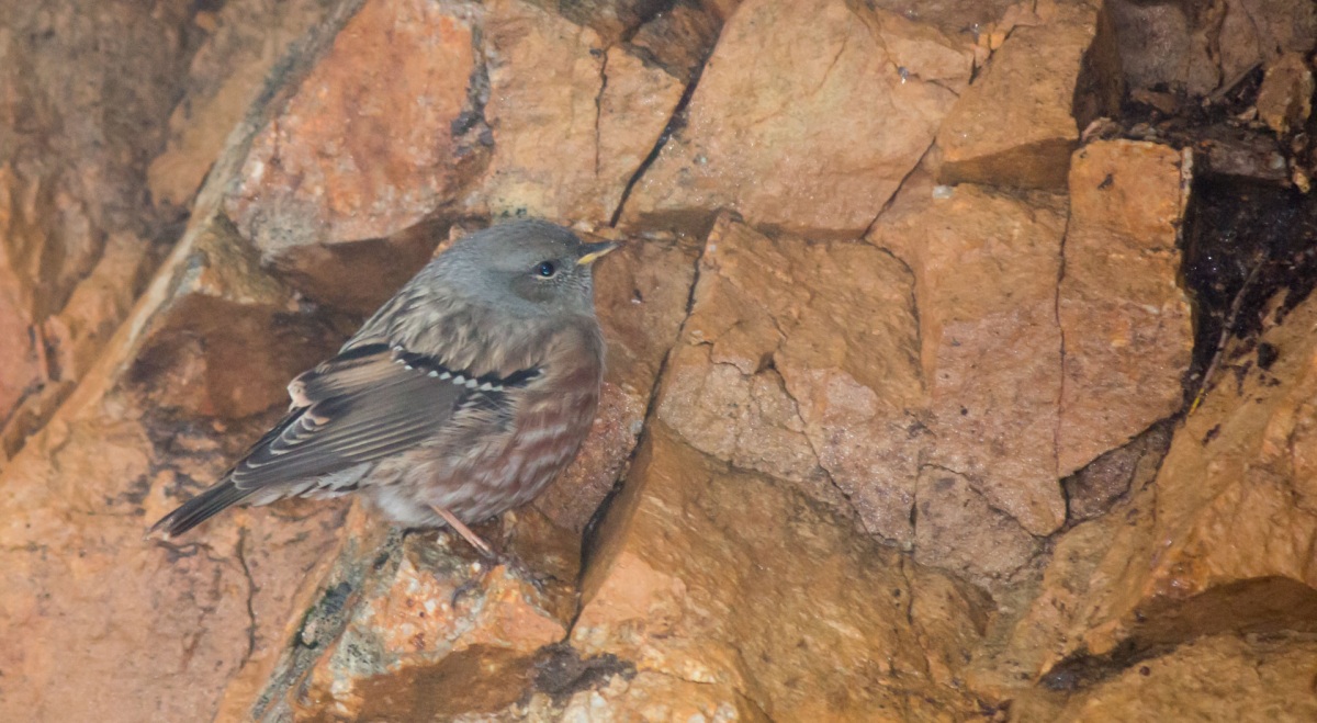 Alpine Accentor