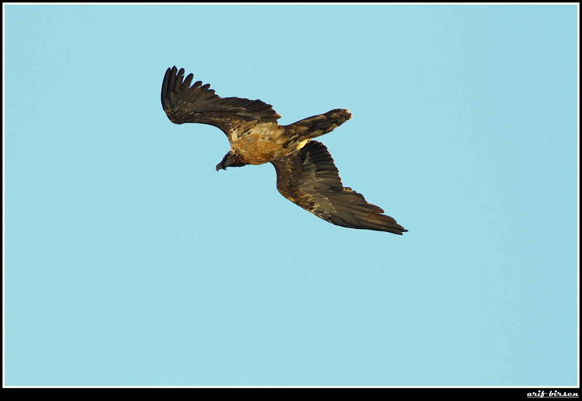 Bearded Vulture