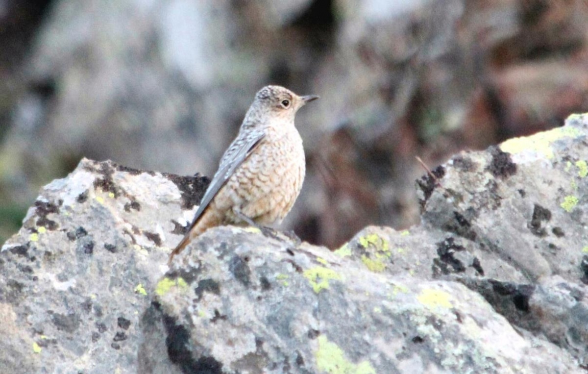 Common Rock Thrush