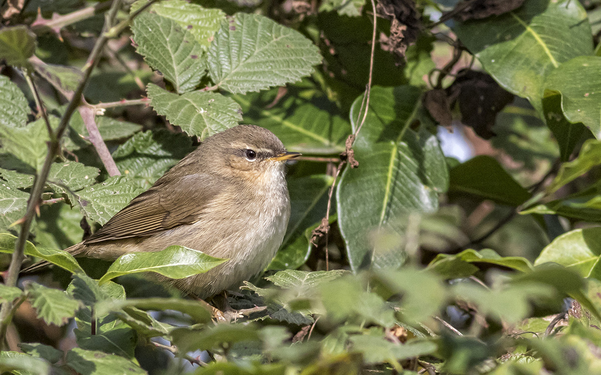 Dusky Warbler