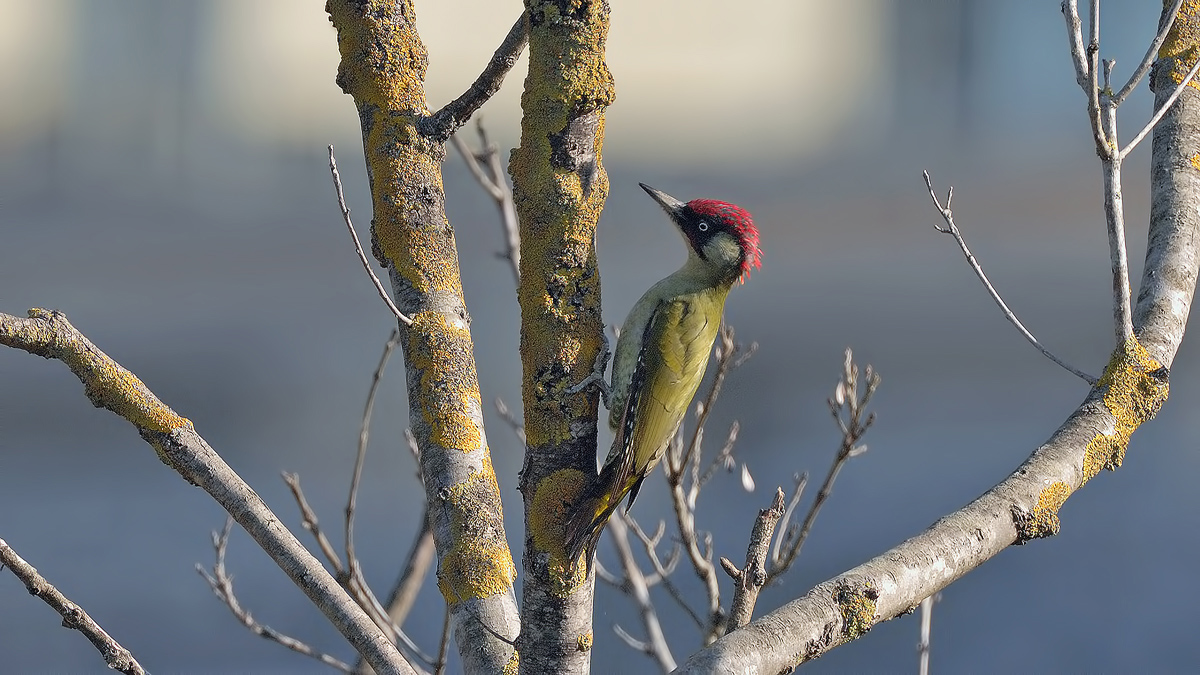 European Green Woodpecker