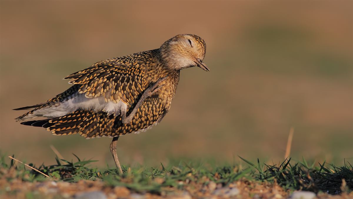 European Golden Plover