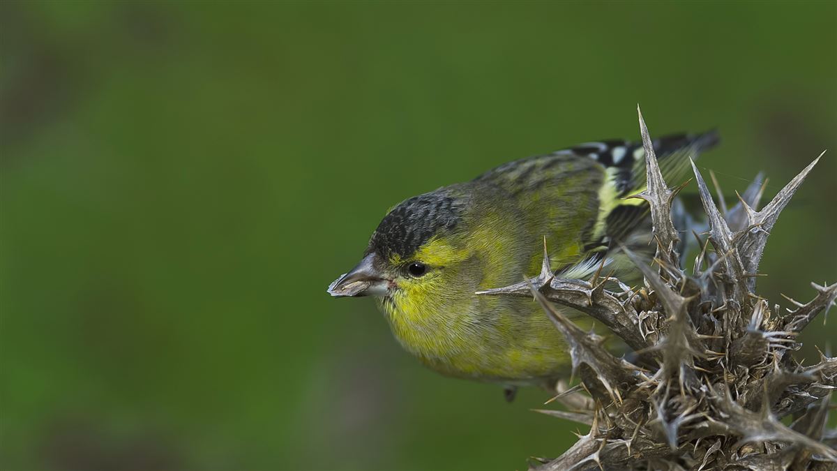 Eurasian Siskin