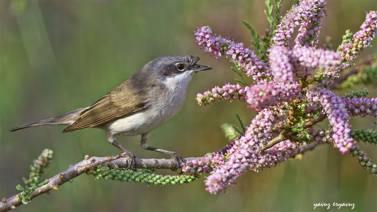Lesser Whitethroat