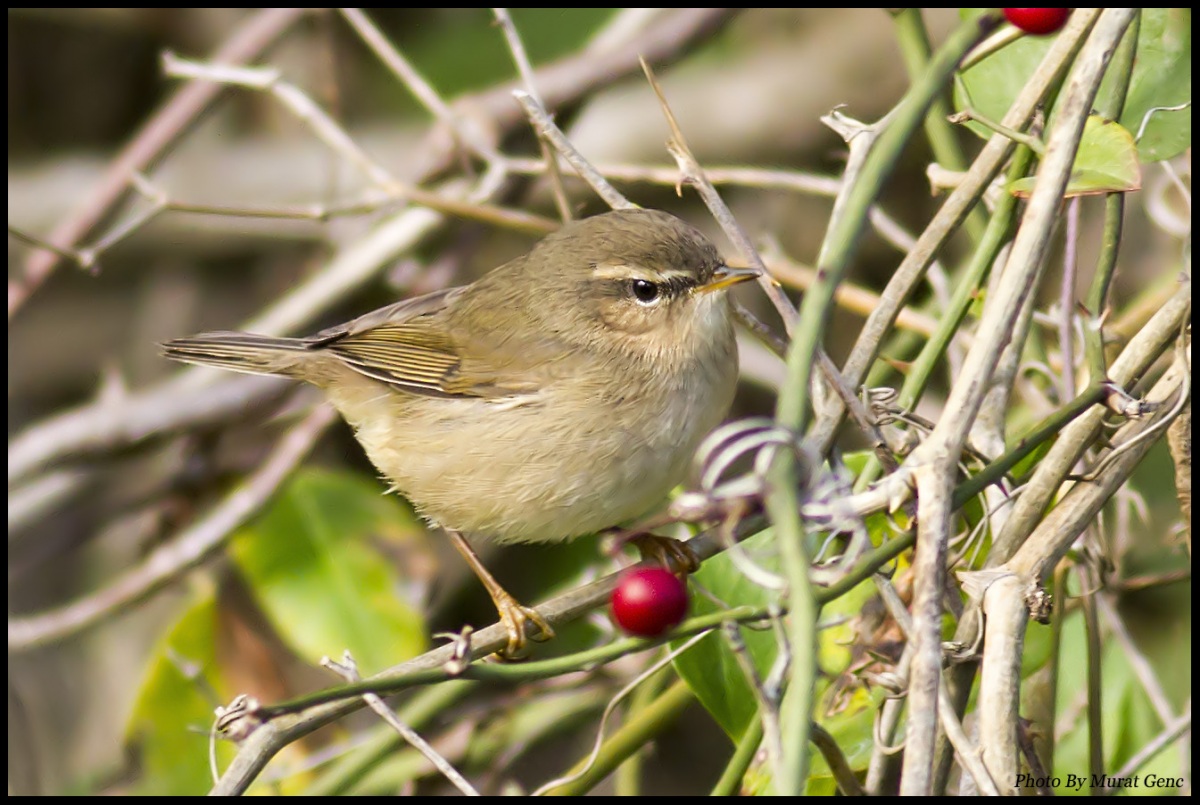 Dusky Warbler
