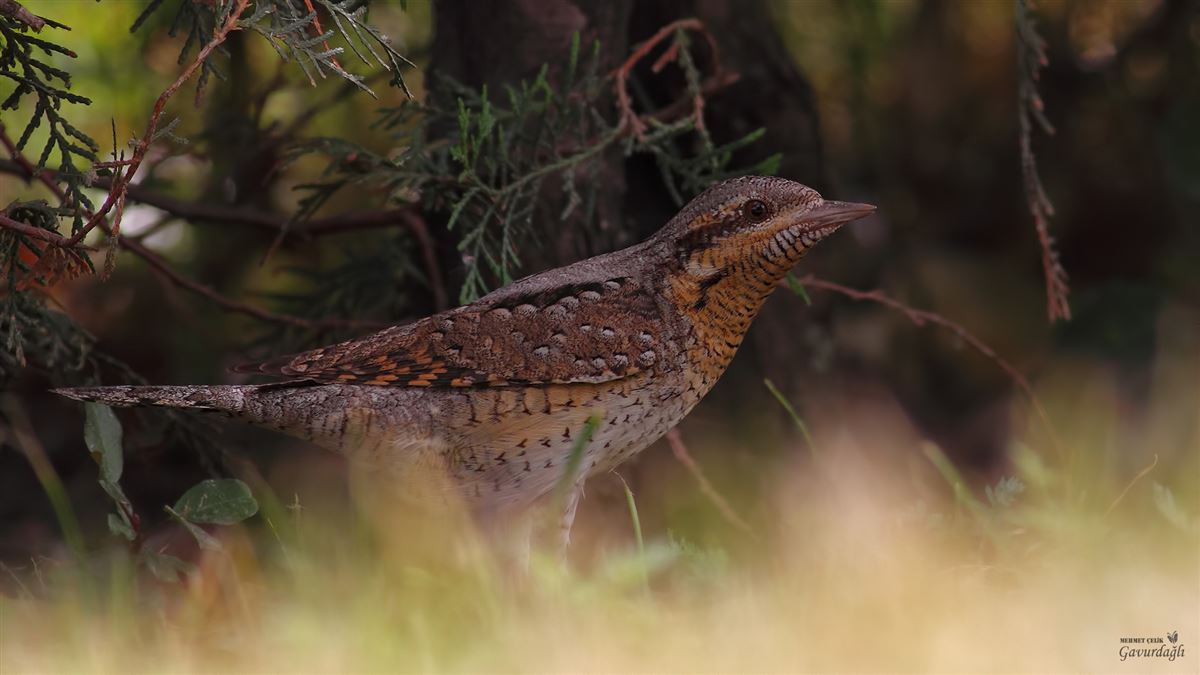 Eurasian Wryneck