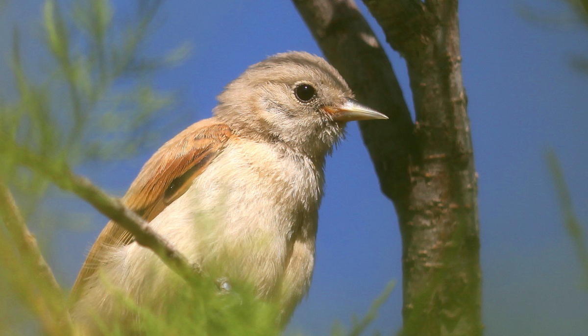 Eurasian Penduline Tit