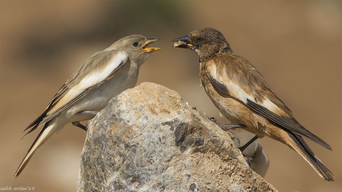 White-winged Snowfinch