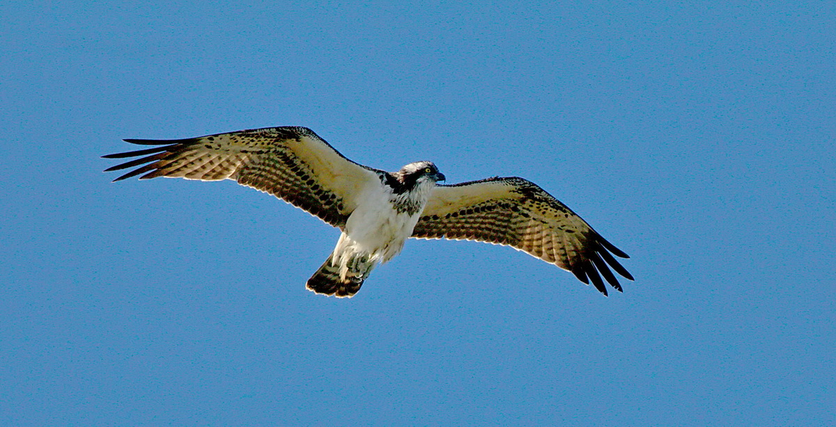 Osprey