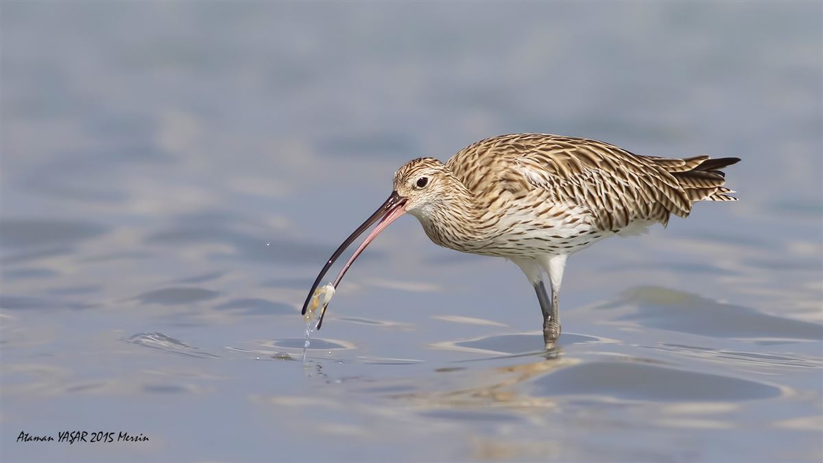 Eurasian Curlew