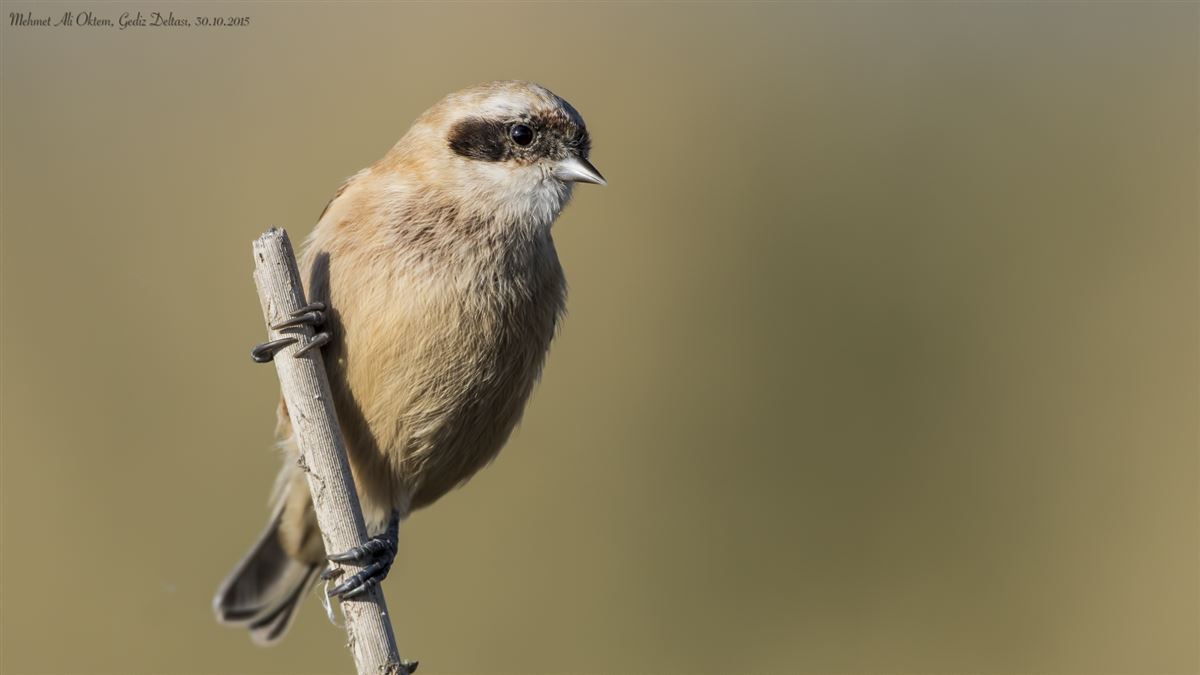 Eurasian Penduline Tit