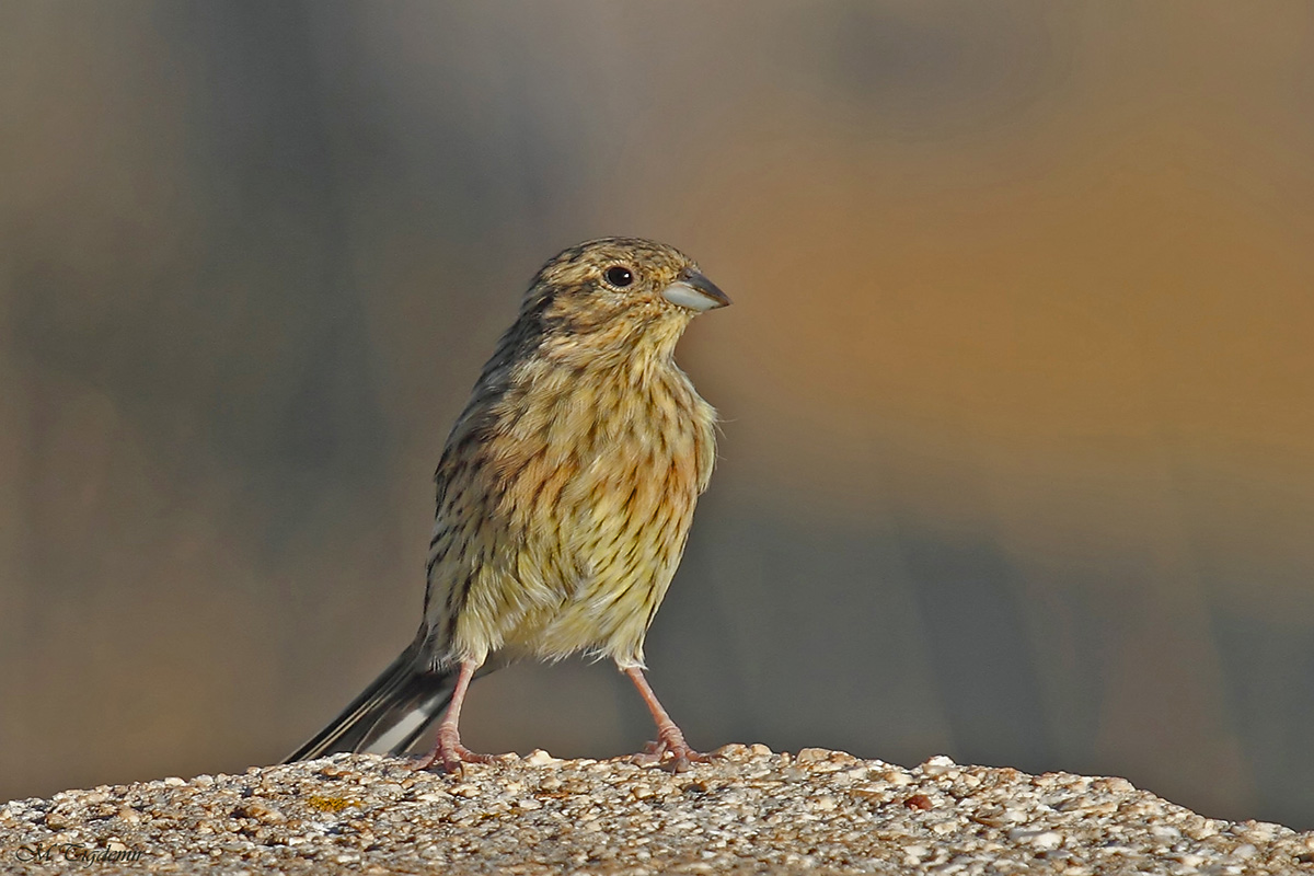 Cirl Bunting