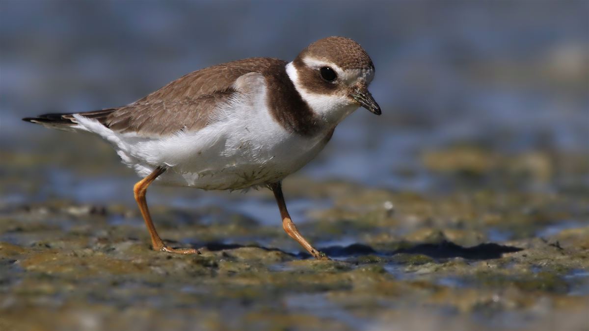 Common Ringed Plover