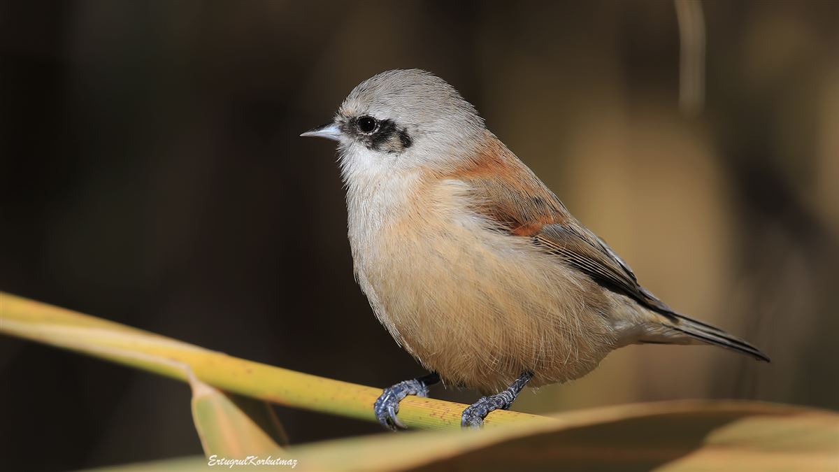 Eurasian Penduline Tit