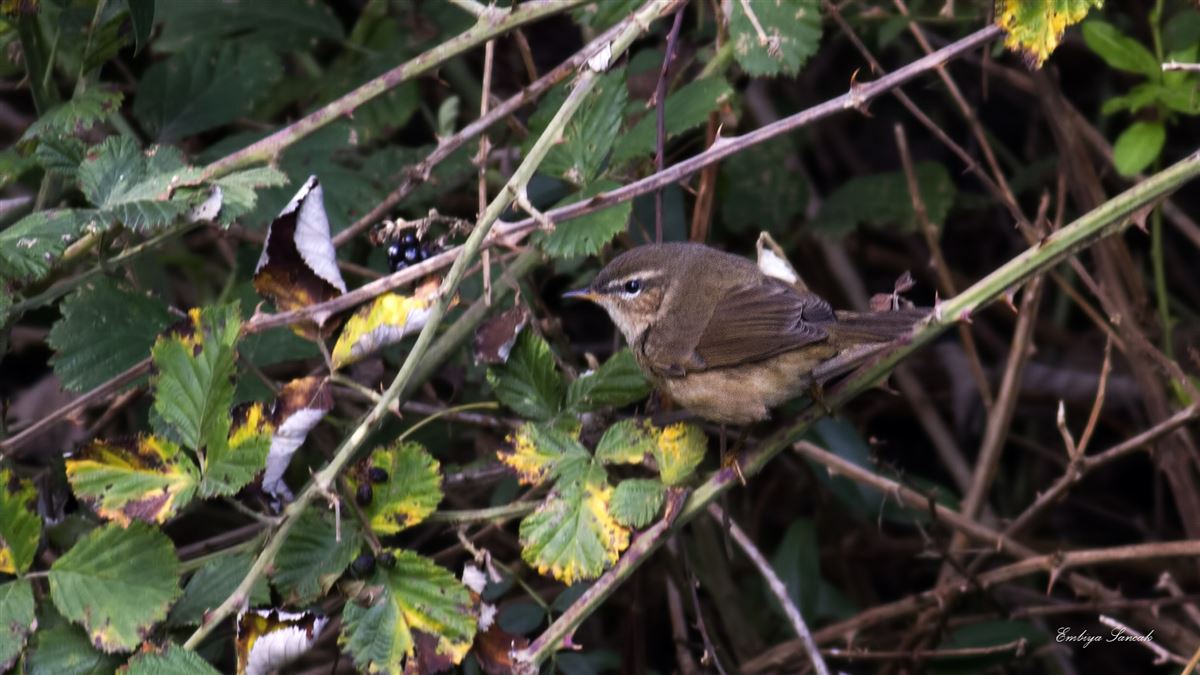 Dusky Warbler