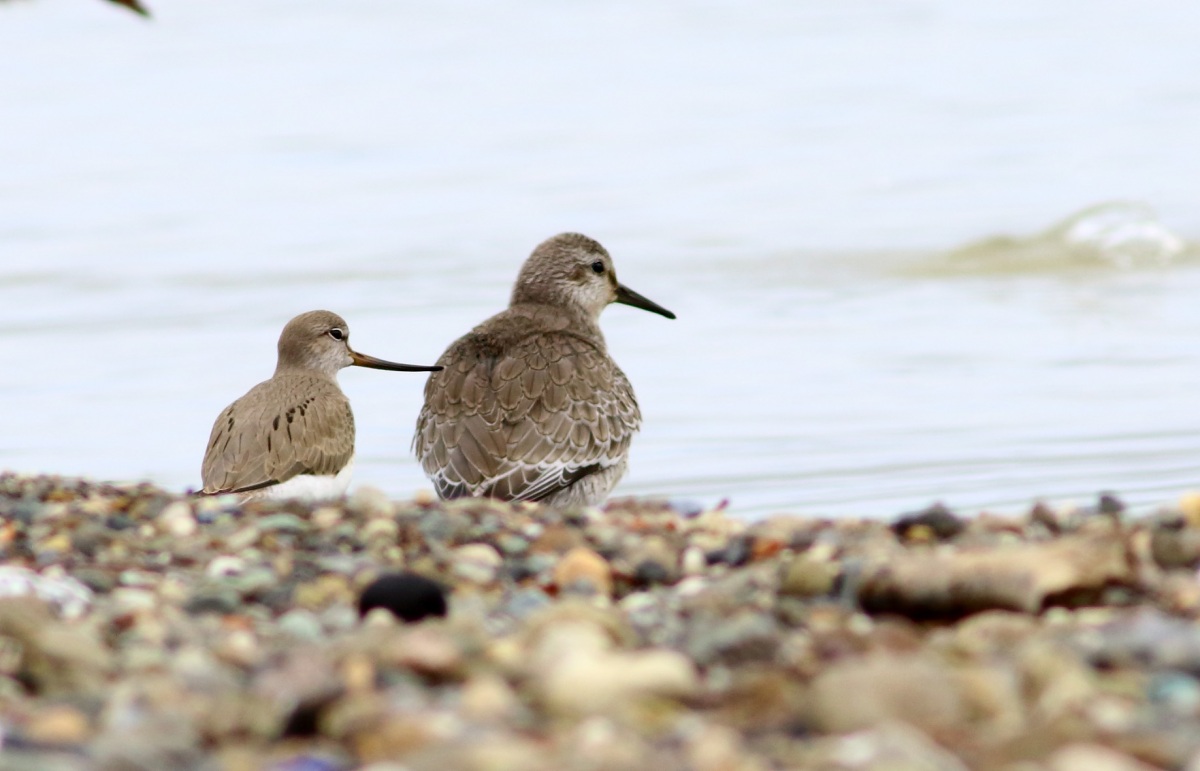 Red Knot